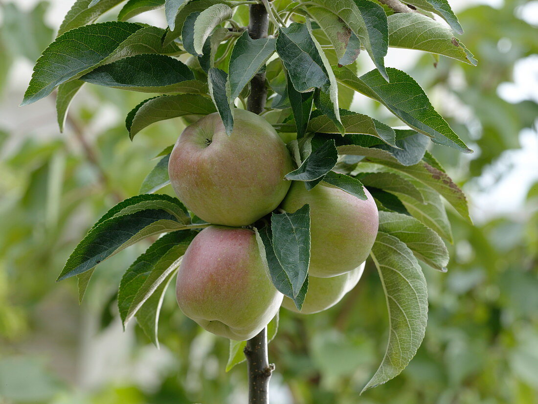 Malus Starline 'Green Fink' (Säulenapfel)