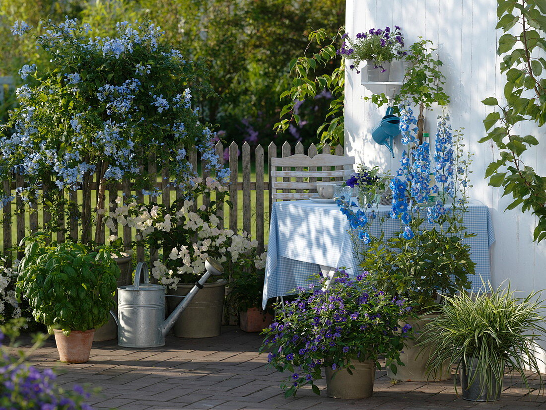Blau-weiße Terrasse mit Kübelpflanzen