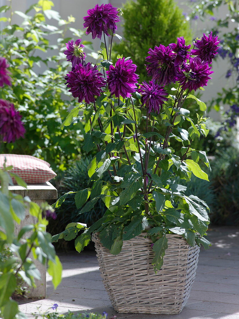 Dahlia 'Thomas A. Edison' (lila Schmuckdahlie)