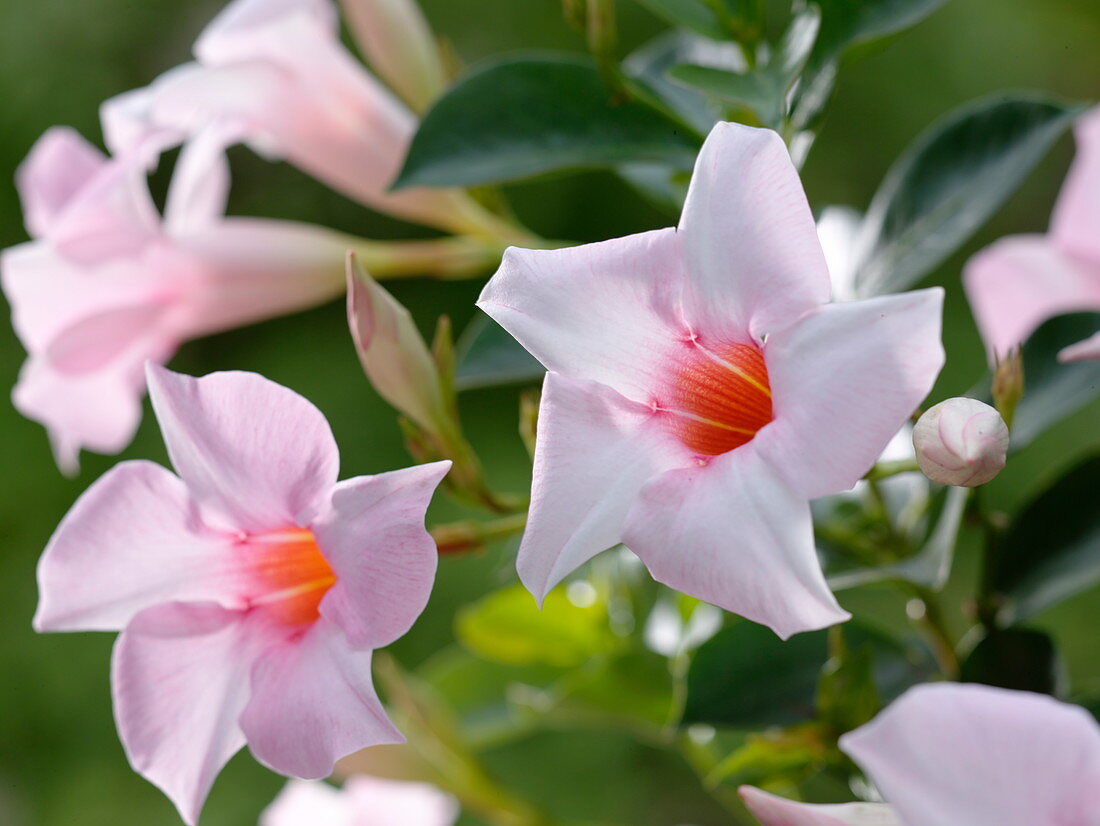 Mandevilla Sundaville 'Cream Pink' (Dipladenie)