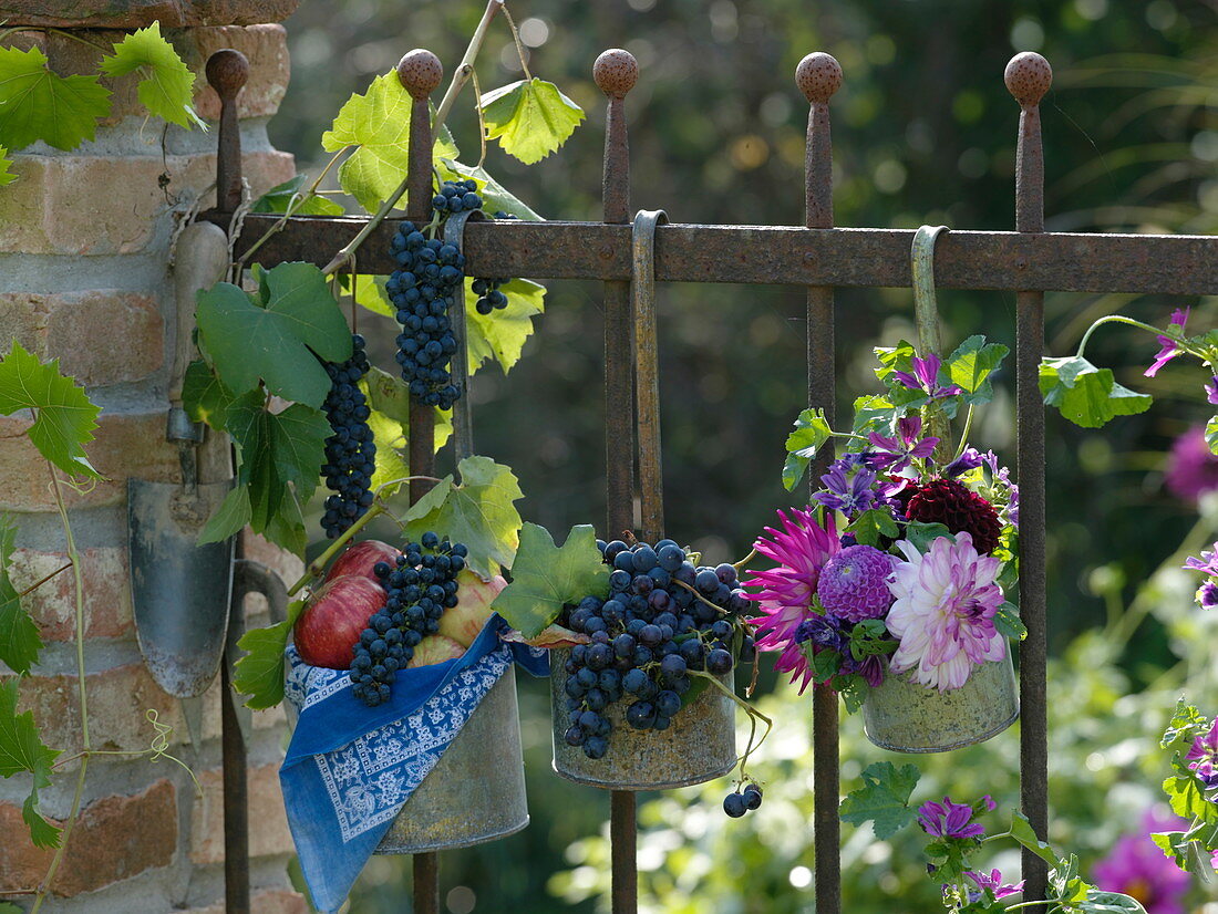 Grapes and apples in metal pots with hanger on fence