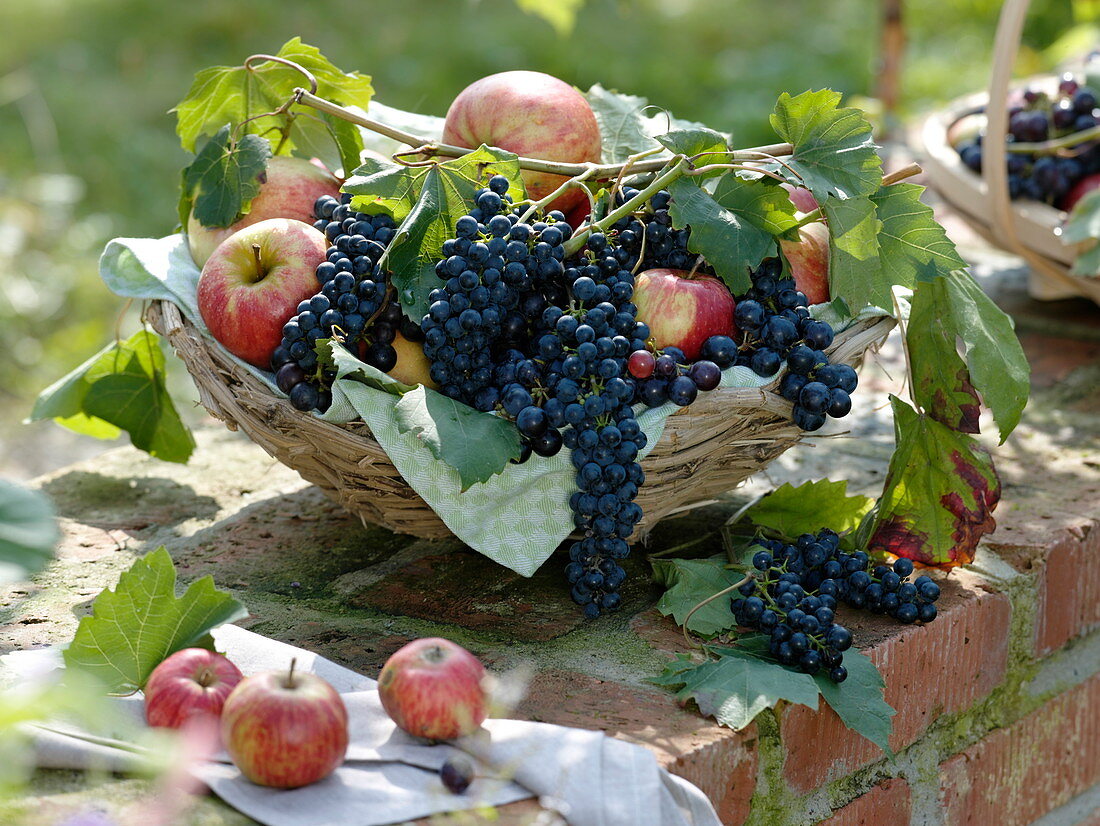 Weintrauben und Äpfel in Korb aus Clematisranken
