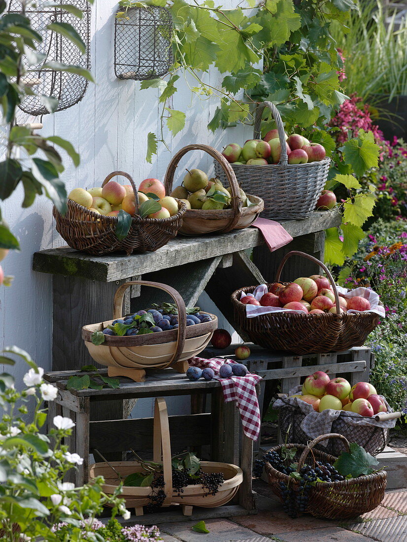 Baskets of apples, pears, grapes, plums and elderberries
