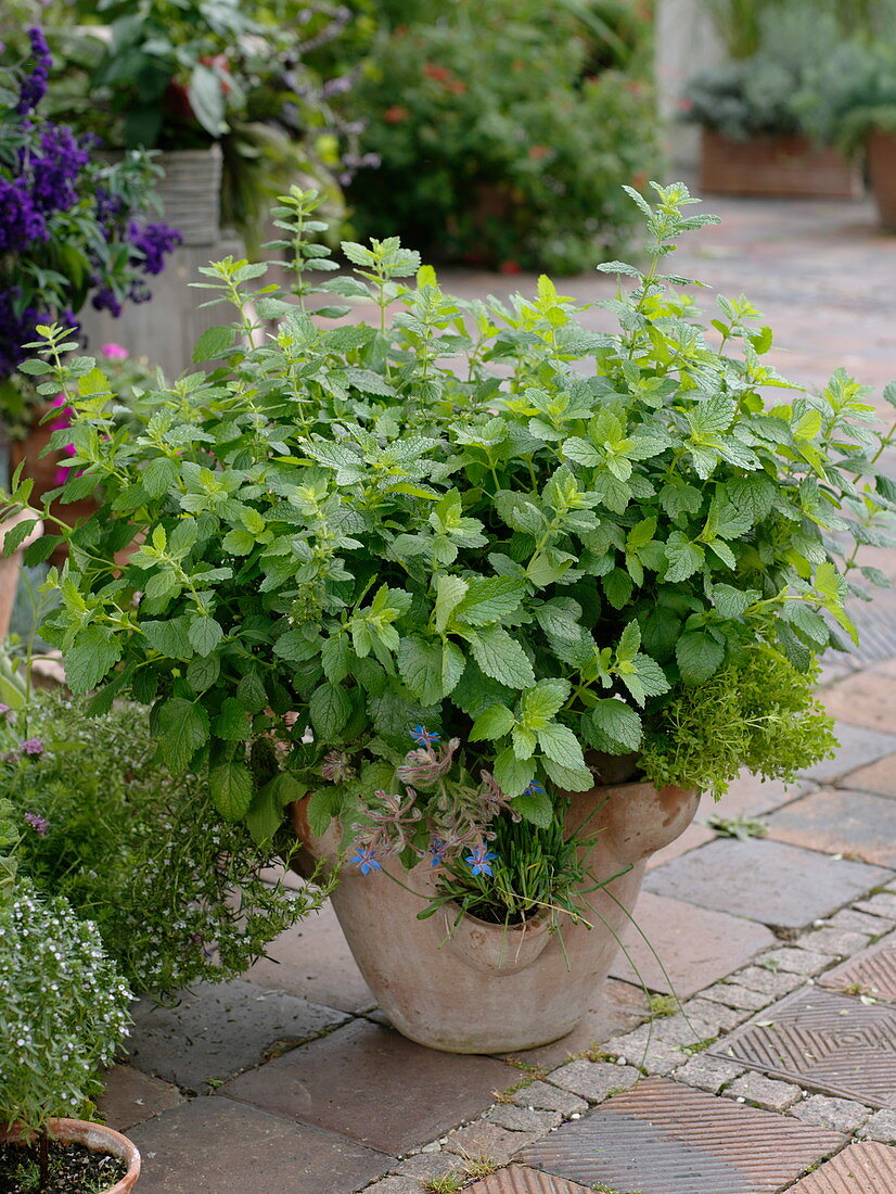 Pocket amphora planted with herbs