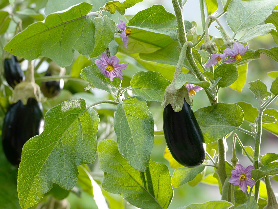 Solanum melongena 'Picola' (Mini - Aubergine), Frucht und Blüten