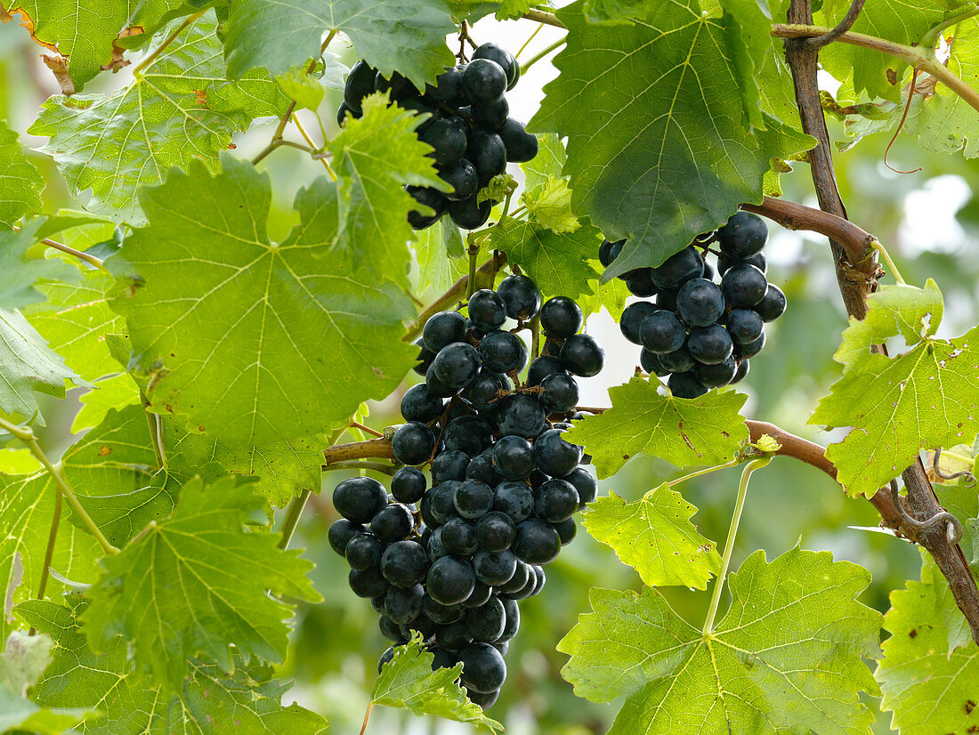 Vitis vinifera 'Esther' (blaue Weintrauben)