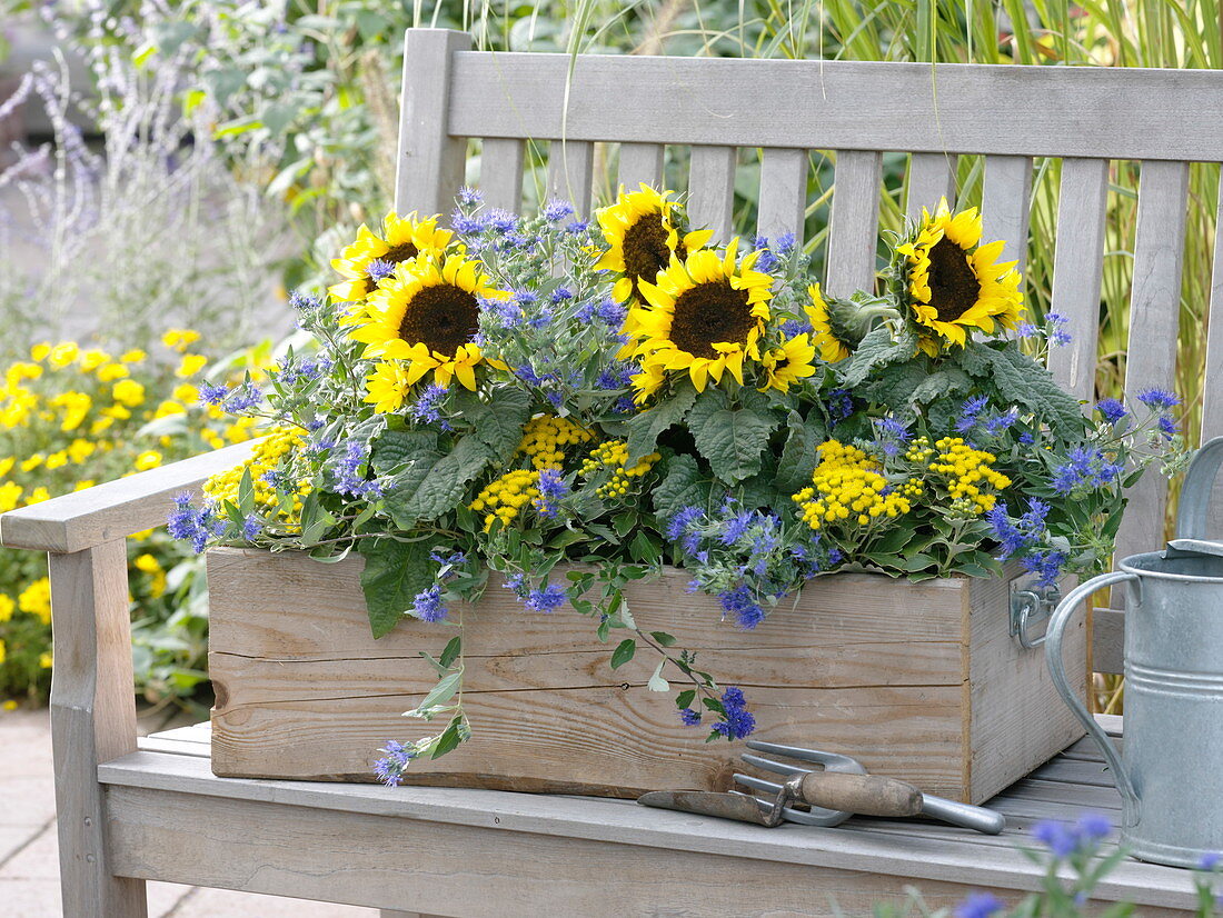 Sonnenblumen im Holzkasten auf der Bank