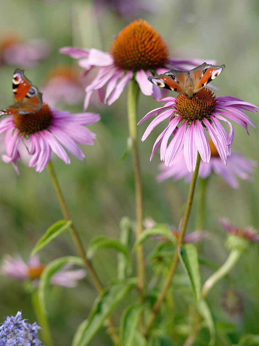 Echinacea purpurea (Roter Sonnenhut) mit Tagpfauenaugen