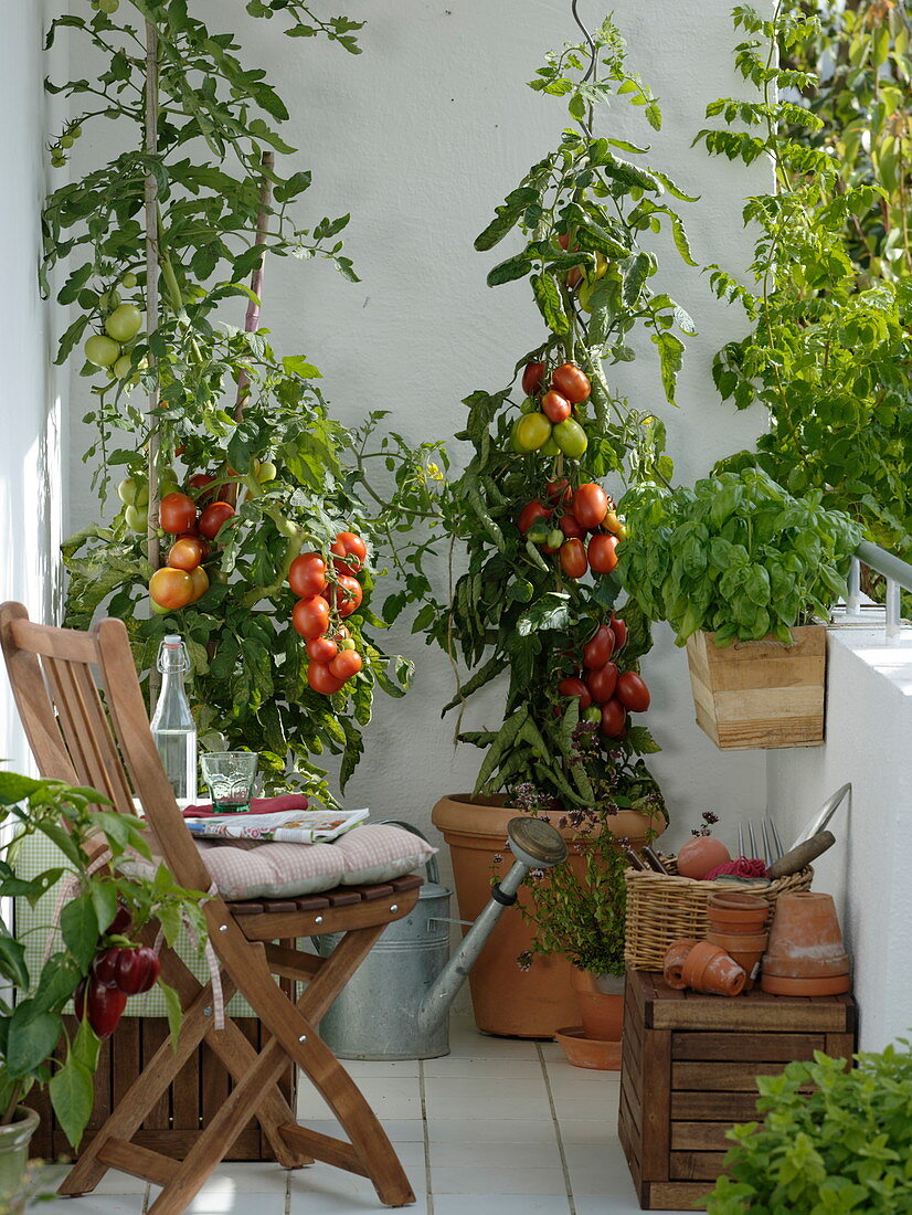 Tomaten in Kübeln auf dem Balkon