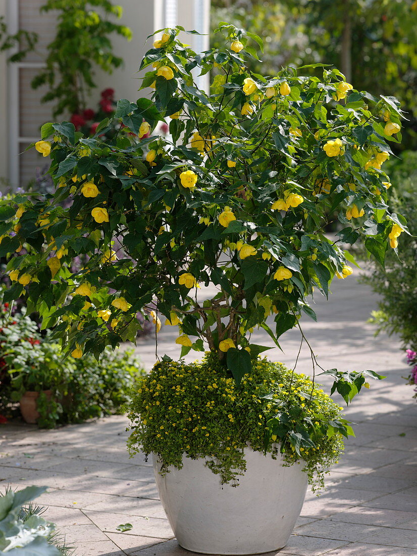 Abutilon 'Julia' (Schönmalve) unterpflanzt mit Mecardonia 'Early Yellow'