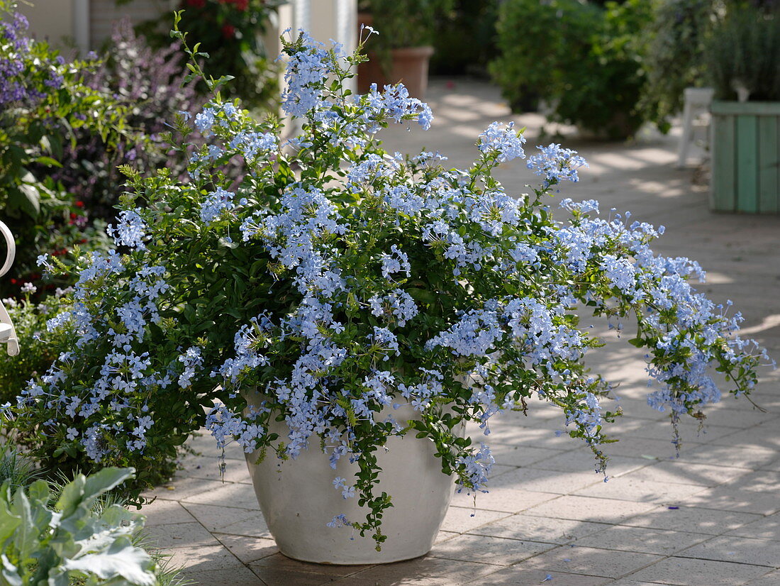 Plumbago auriculata (Bleiwurz)