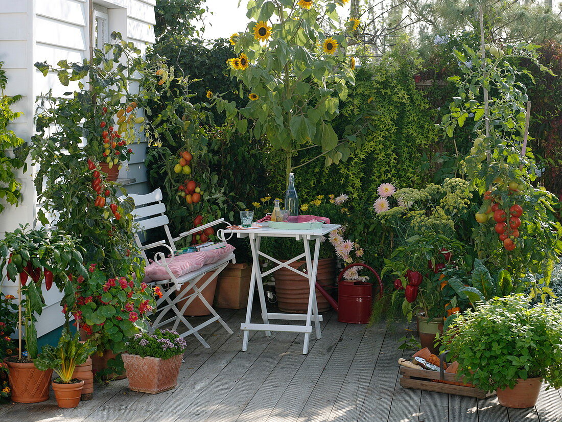 Skiving terrace with tomatoes and peppers