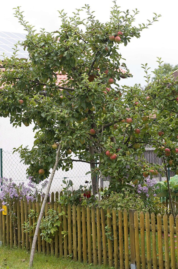 Apfelbaum (Malus) mit starkem Ast abgestützt