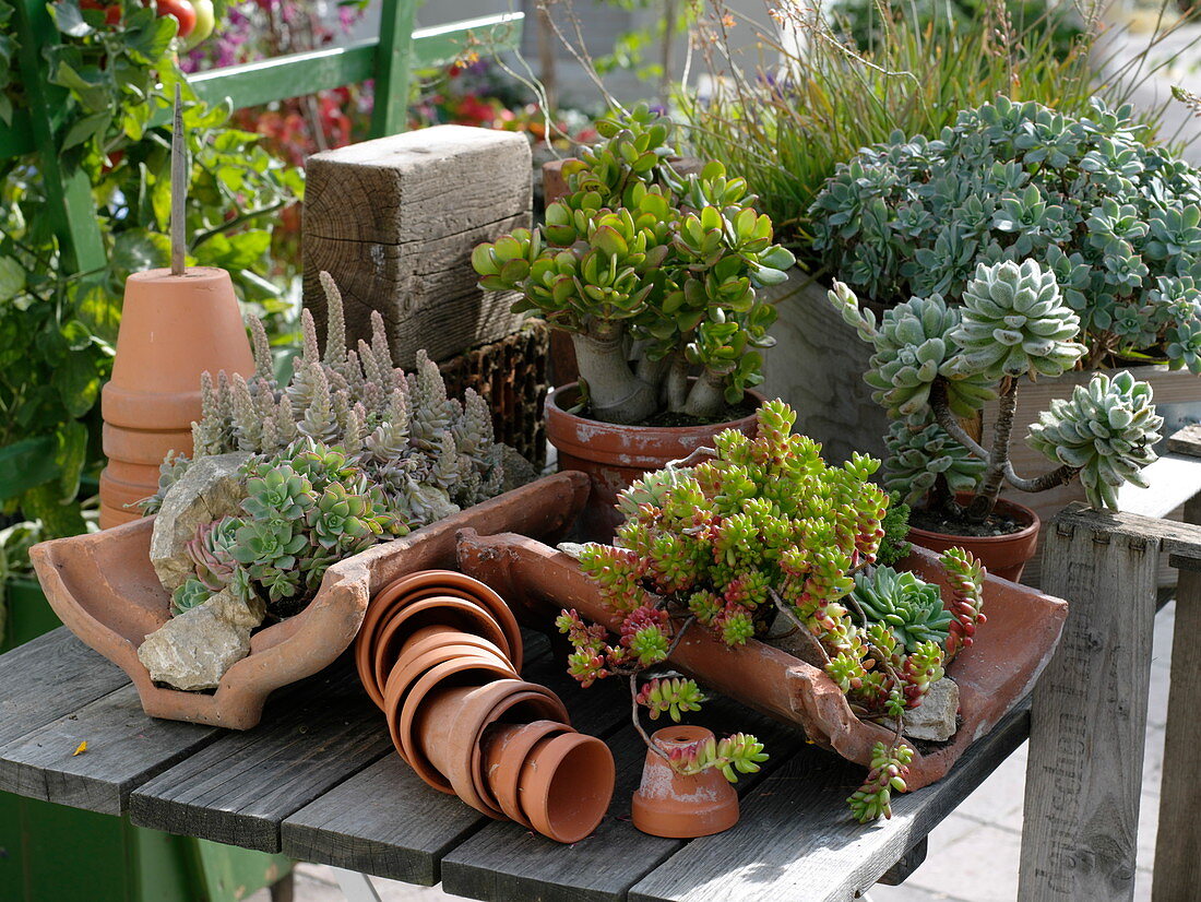 Gemischte sukkulente Pflanzen in Terracotta auf Holztisch