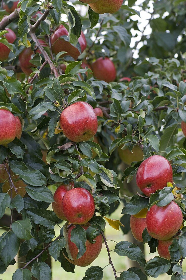 Resistente Apfelsorte 'Rewena' (Malus)