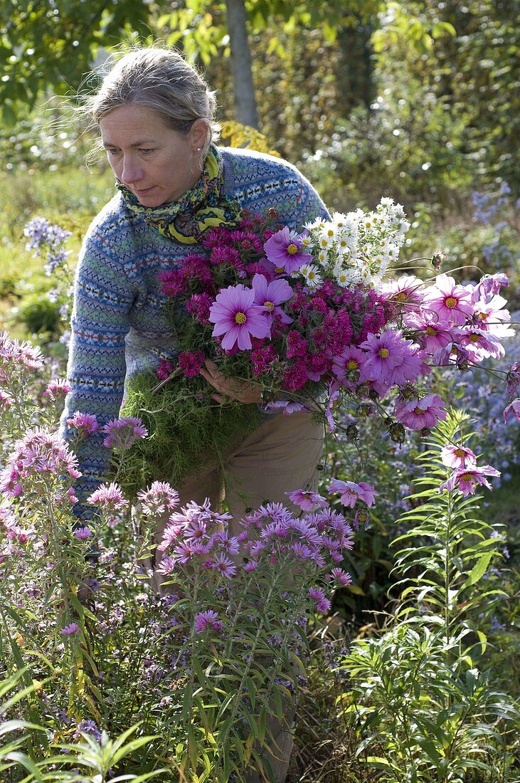 Frau schneidet Blumen im Asternbeet