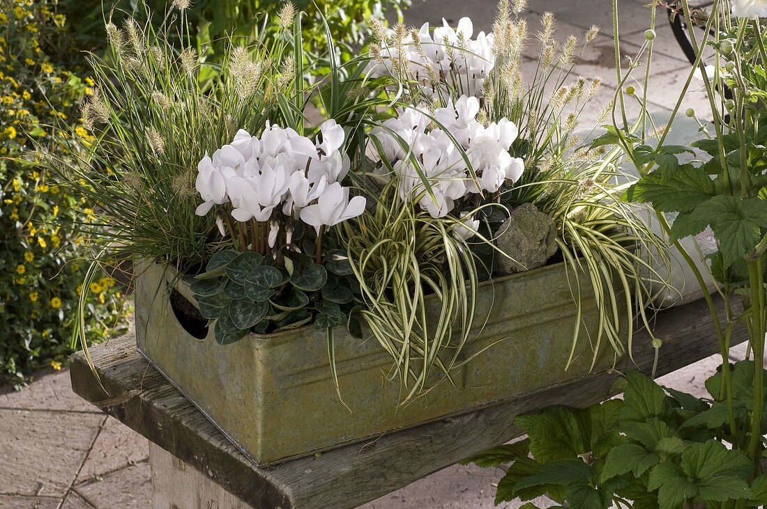 Tin box with cyclamen and grasses