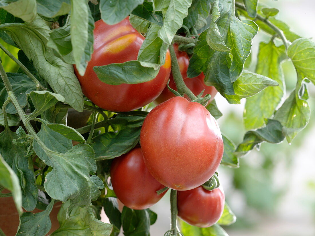 Tomato 'Fourstar F1' syn. 'Oxheart' syn. 'Oxheart'