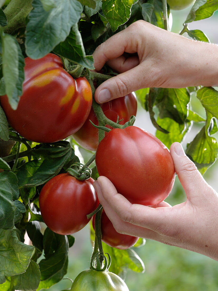 Woman picking tomato 'Fourstar f1' syn. 'Oxheart' syn. 'Oxheart'