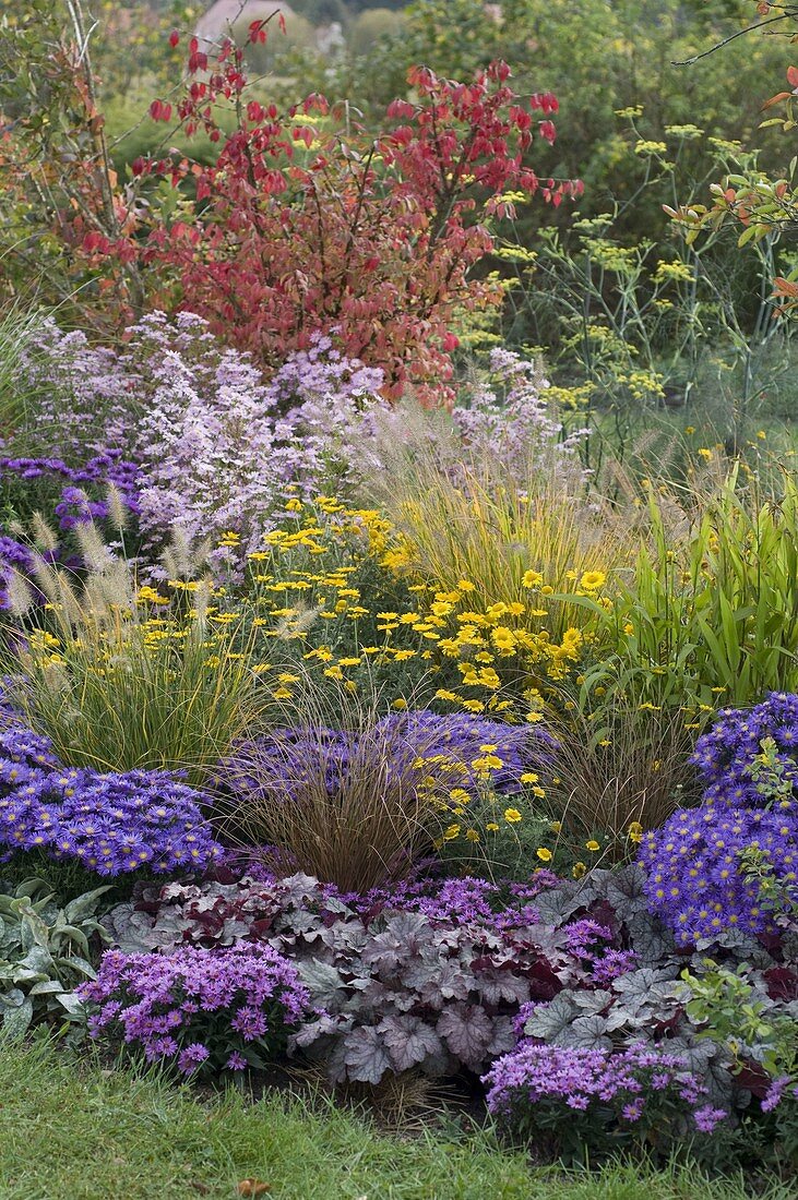 Autumnal bed with asters and grasses