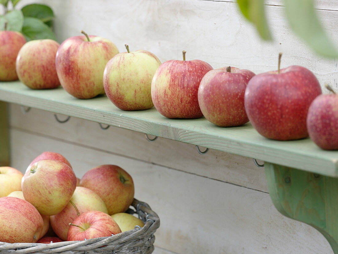 Apples lined up on wooden shelf