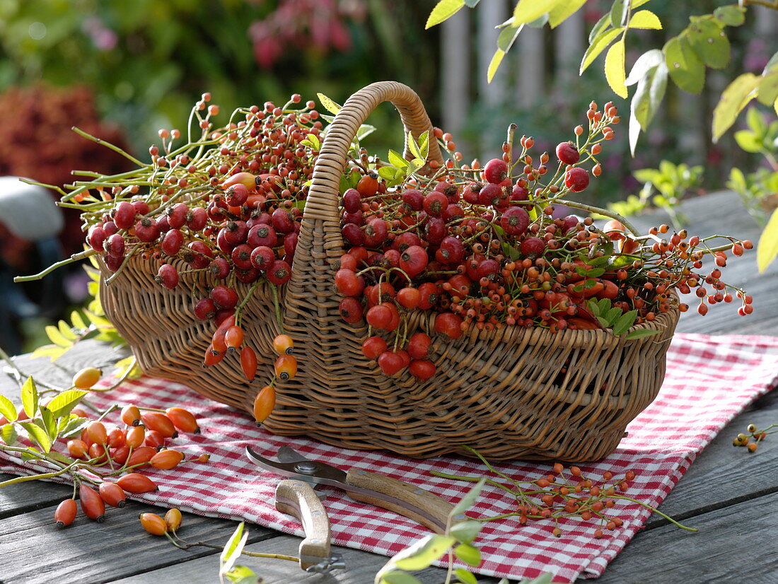 Wicker basket filled with sliced rose fruits (rose hips)