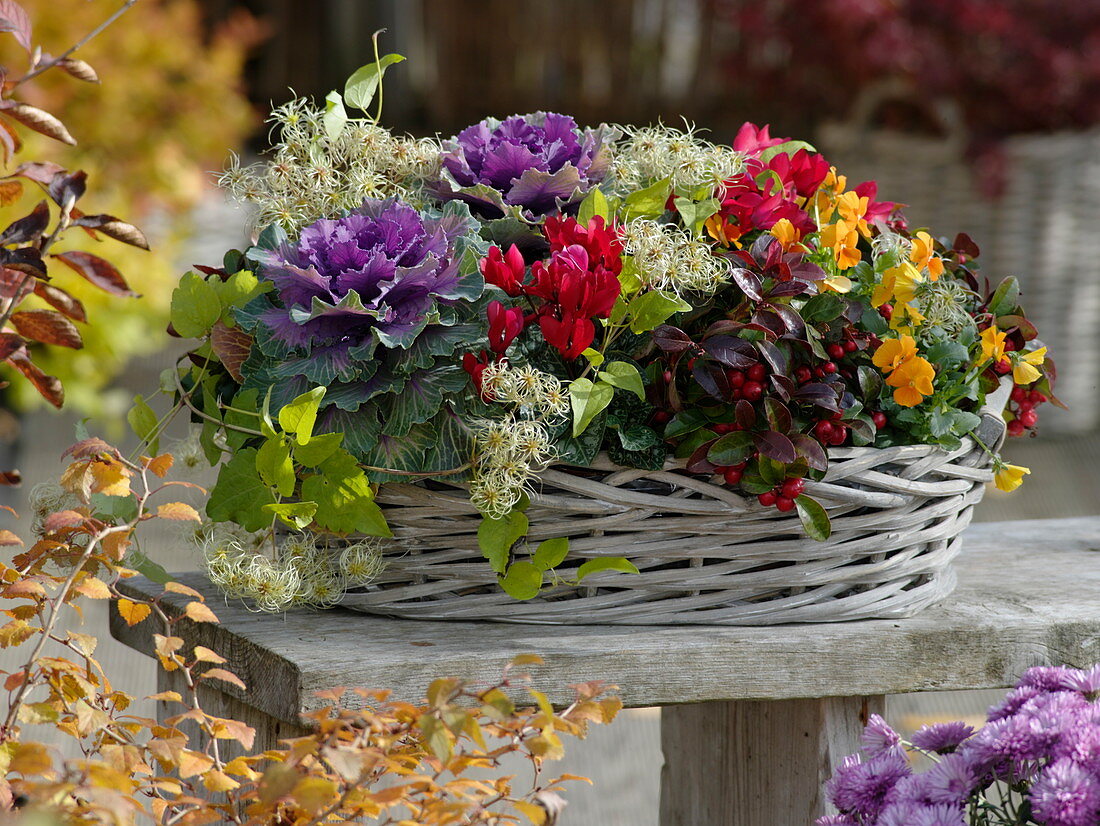 Oval basket with ornamental cabbage, cyclamen, wild berry and horned violet
