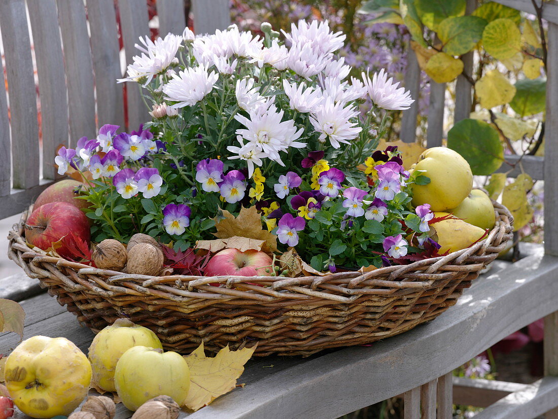 Wicker basket on wooden bench with chrysanthemum, viola