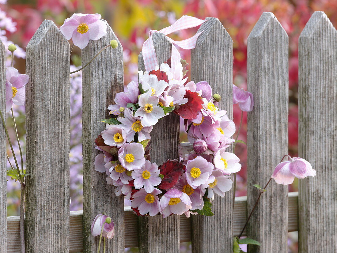 Small hanging wreath from Anemone hupehensis 'Septembercharm'