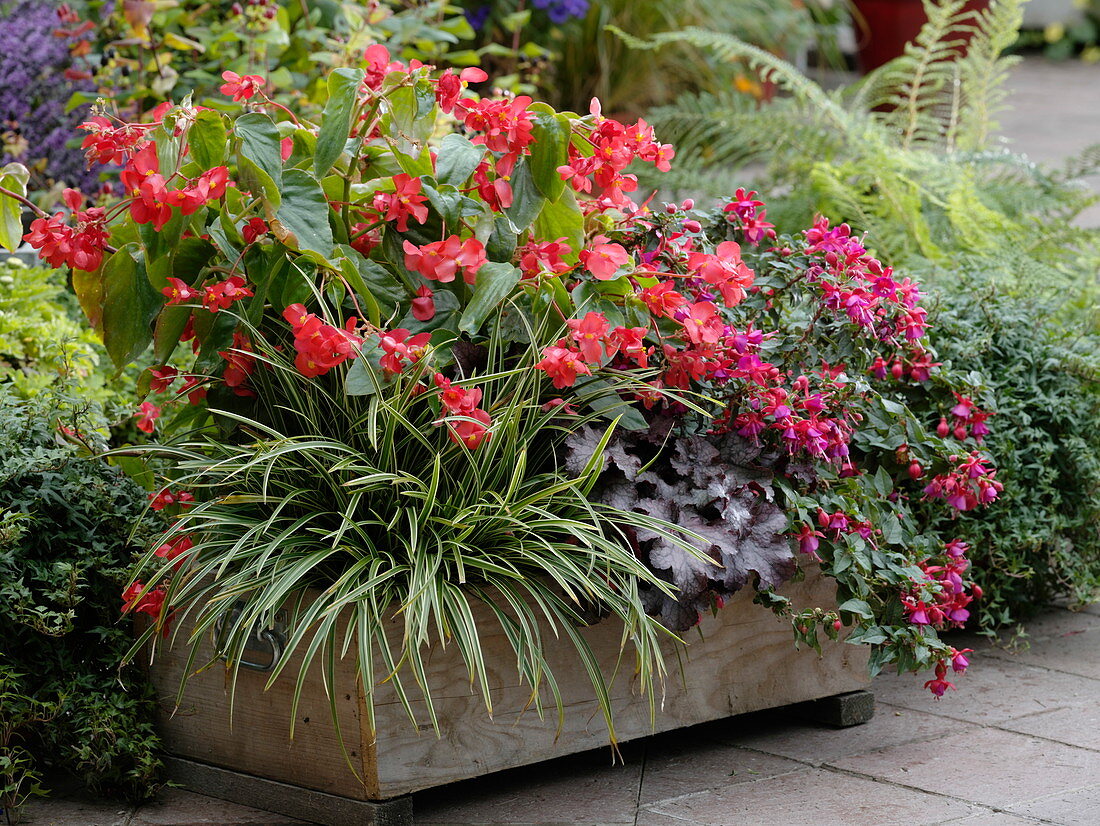 Wooden box planted for a shade terrace with begonias and fuchsias