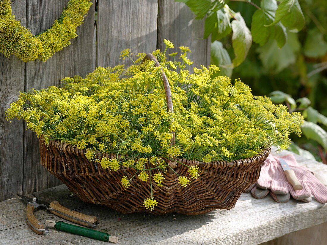 Fenchel geerntet im Weidenkorb