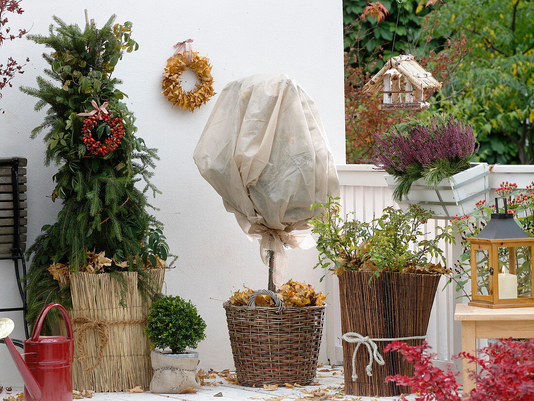 Rosen im Kübel winterfest verpackt mit Reisig, Strohmatten, Laub