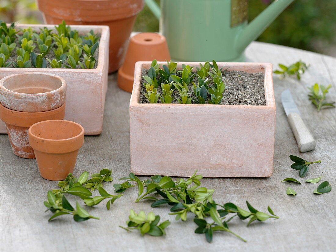 Buxus (Buchsstecklinge, Buchs), Triebspitzen in sandige Erde gesteckt