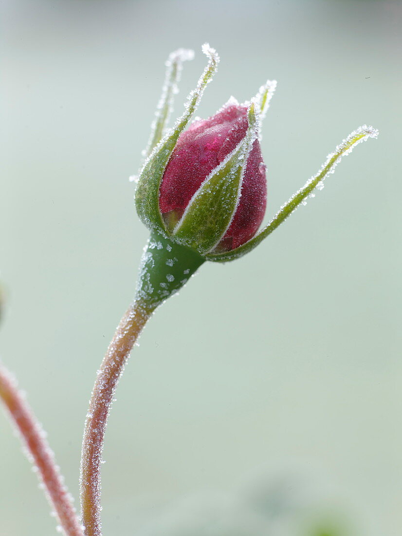 Pink rosebud after the first night frost