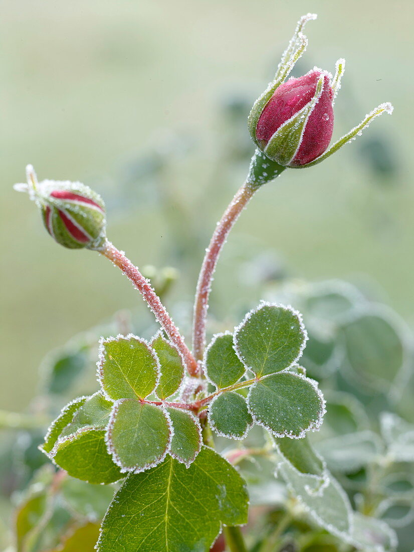 Pink rosebuds after the first night frost