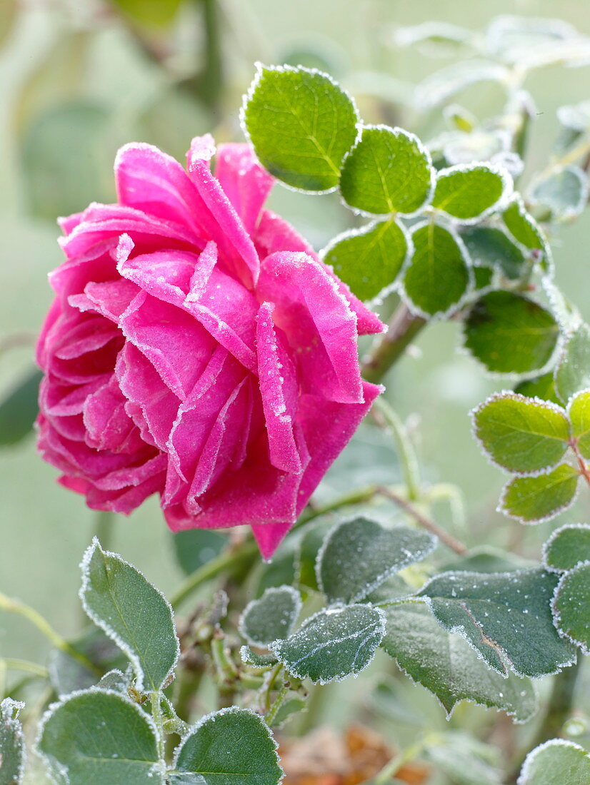 Rosa 'Chartreuse de Parme', Duftrose (Züchter Delbard), öfterblühend