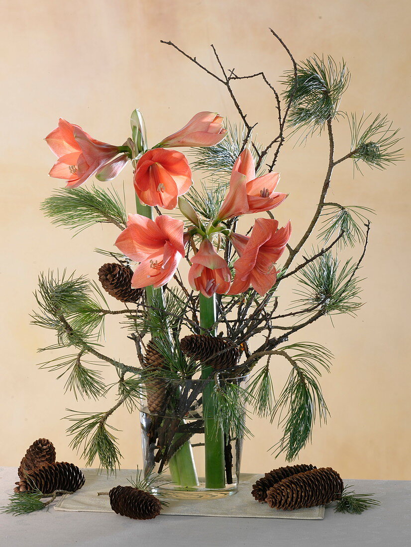 Winter bouquet with salmon-colored Hippeastrum (Amaryllis), Pinus