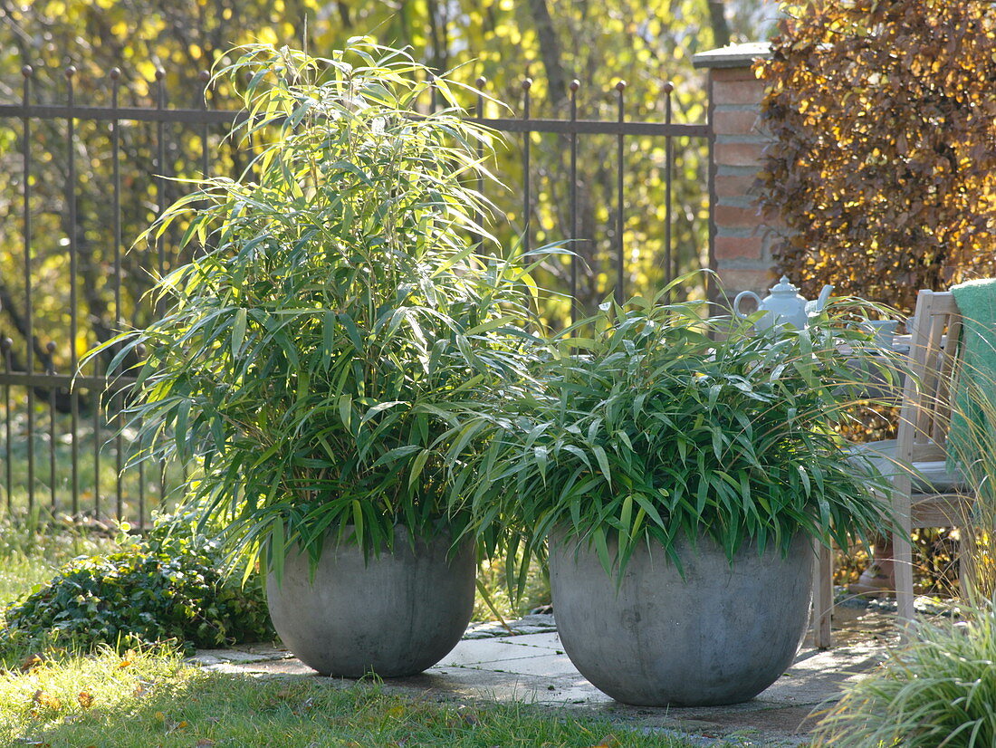 Pseudosasa japonica (Japan bamboo) in gauze pots