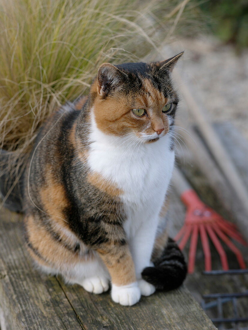 Glücks-Katze Minka neben Gras auf Holzbank