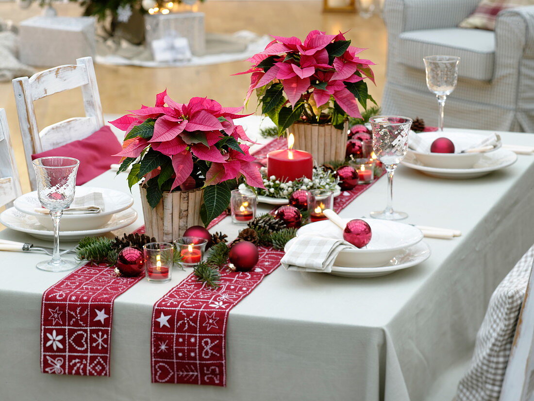 Christmas table decoration with Euphorbia pulcherrima