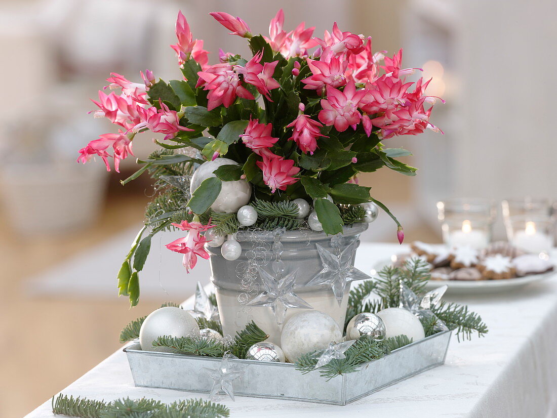 Christmas decorated Christmas cactus with Abies procera