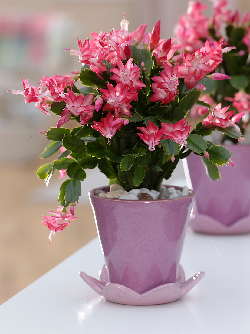 Schlumbergera in conical pots with coasters