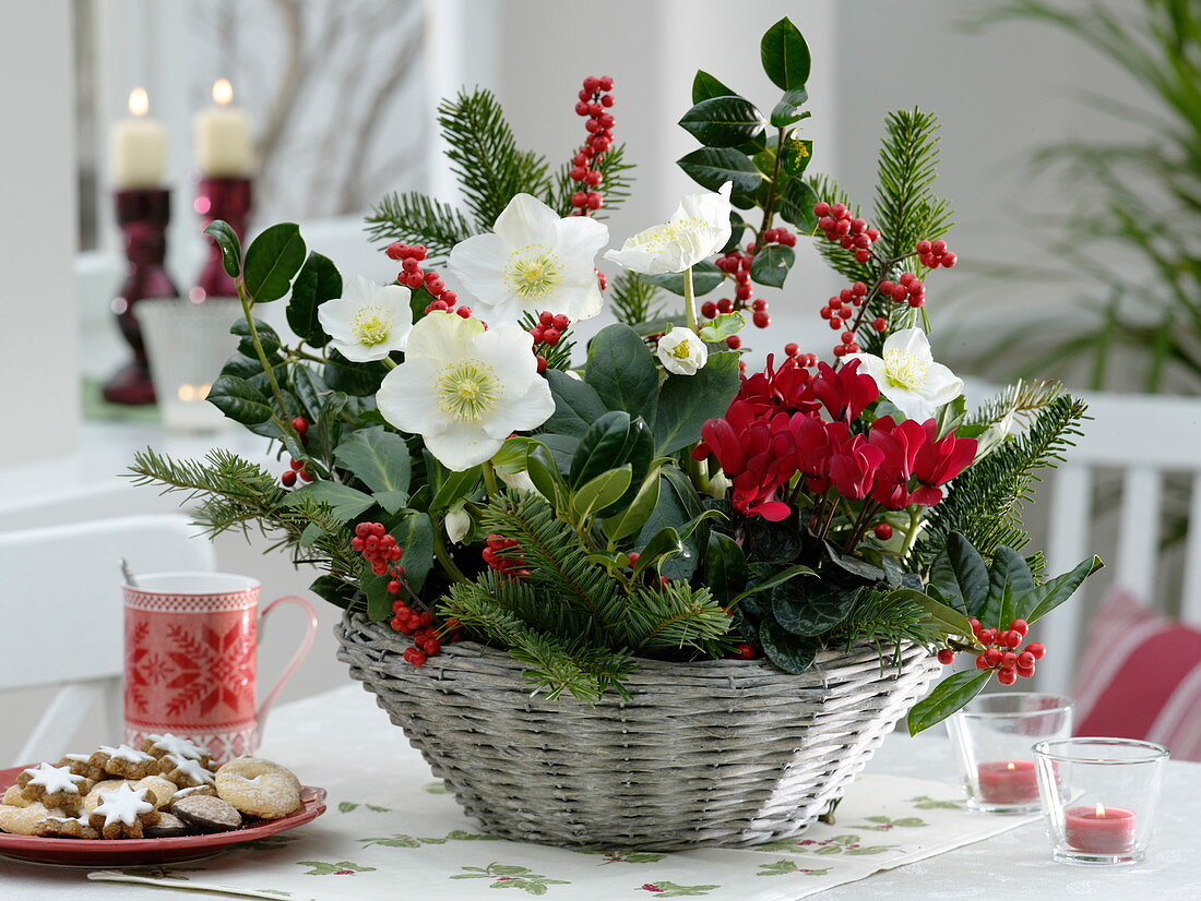 Christmas basket with Helleborus 'Christmas Star Princess'