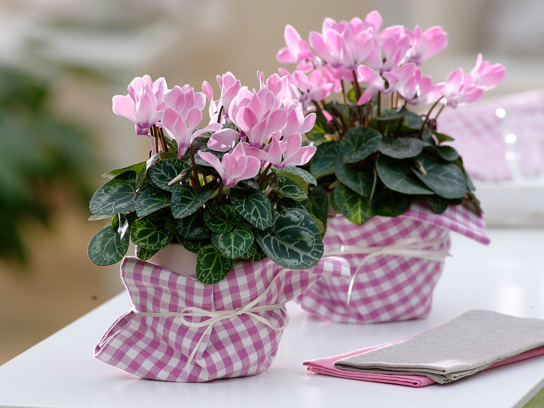 Cyclamen persicum 'Salina' (Alpenveilchen)