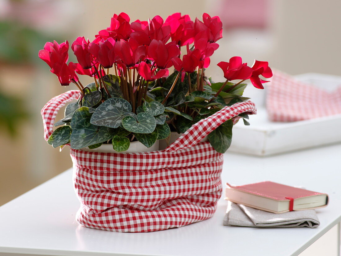 Cyclamen persicum in red and white checked fabric bag