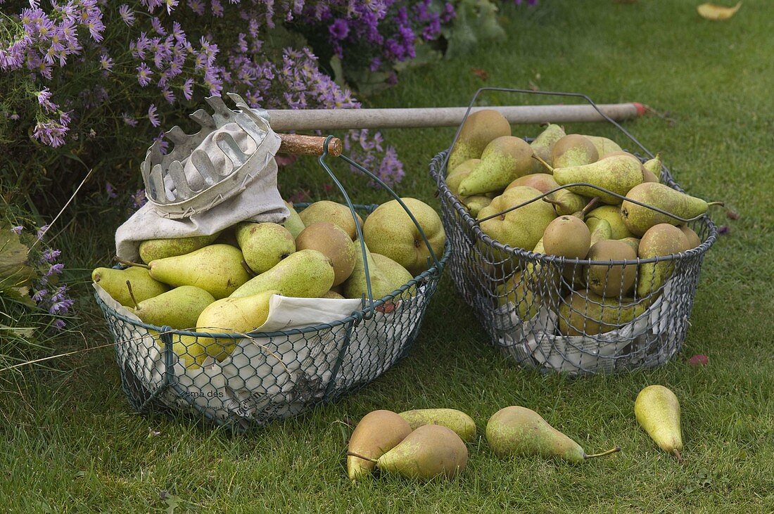 Drahtkörbe mit frisch gepflückten Birnen (Pyrus)