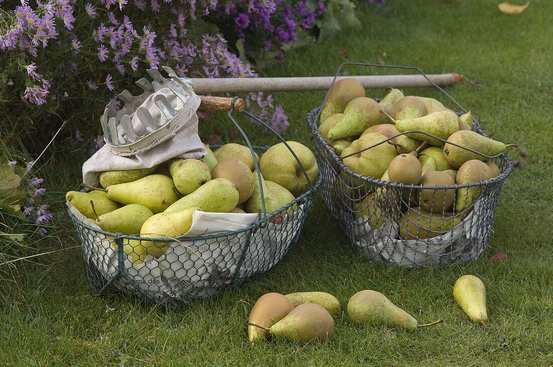 Wire baskets with freshly picked pears (Pyrus)
