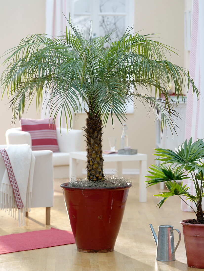 Phoenix roebelenii (dwarf date palm) in red planter