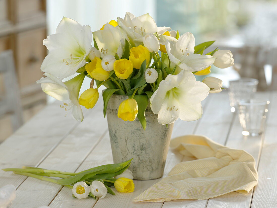 White Hippeastrum (Amaryllis) and Tulipa (Tulip) in gray vase