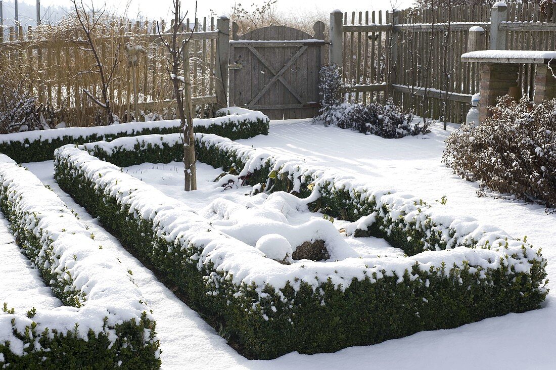Snowy cottage garden in winter, Buxus hedge, garden gate